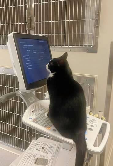 Ultrasound Assistant Cat