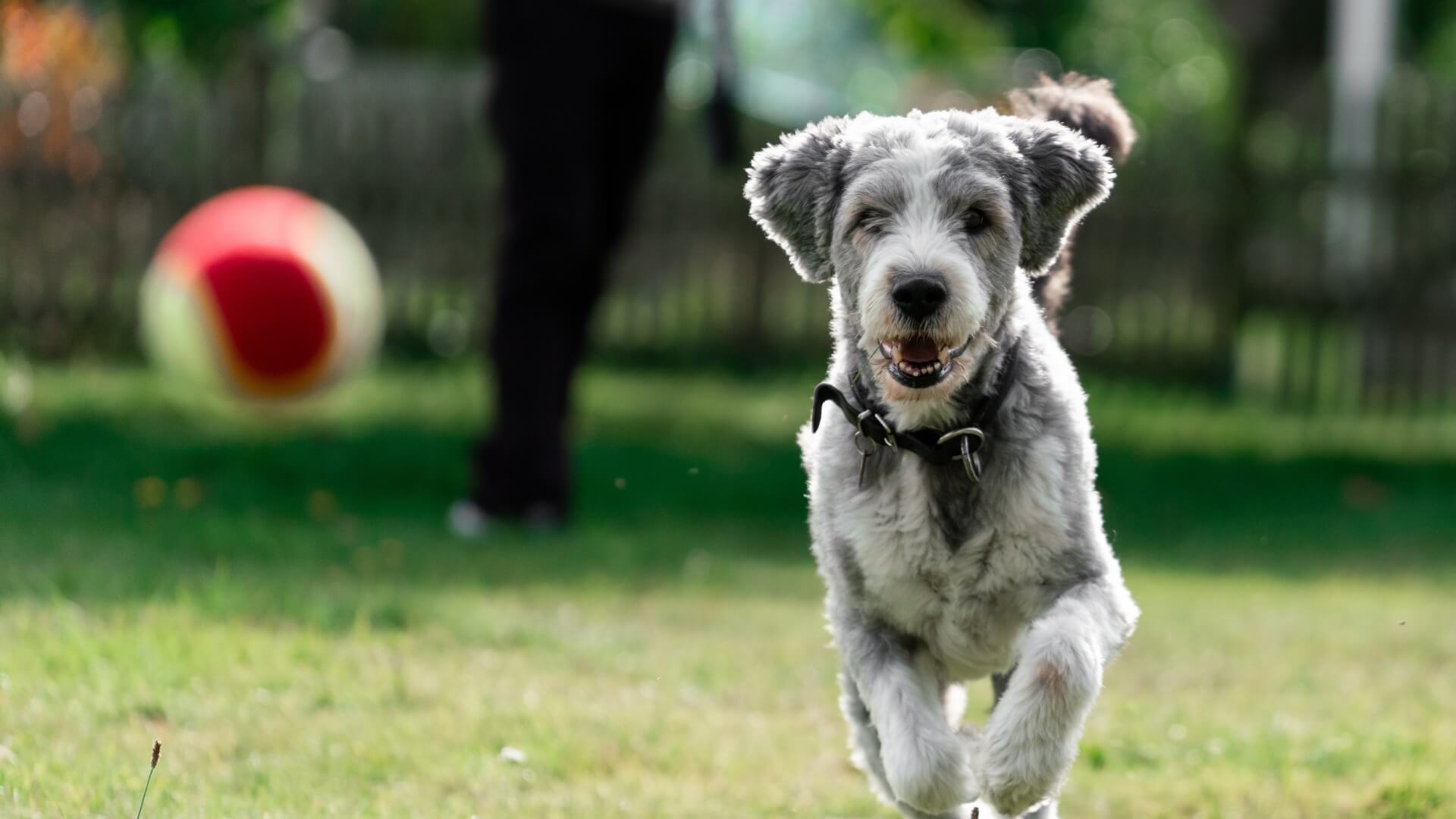 Veterinary Orthopedic Surgery Troy New York