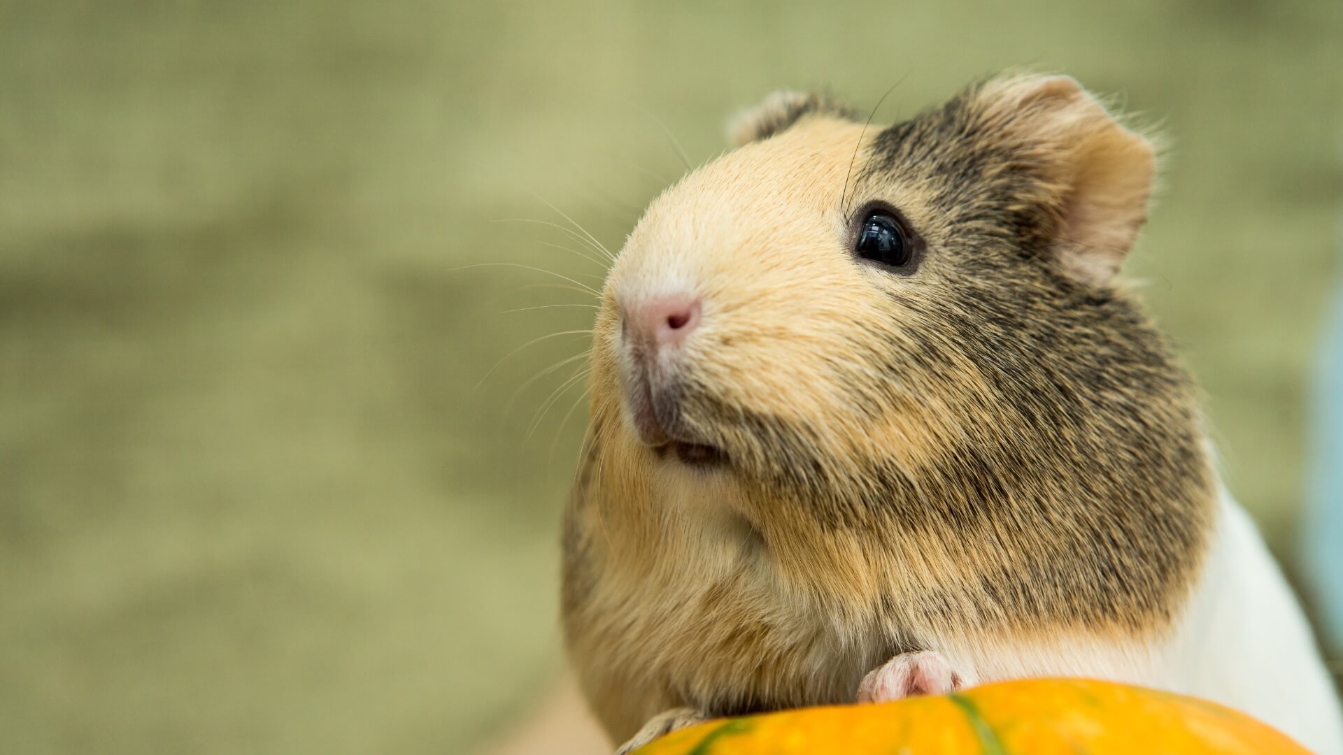 Guinea Pig Veterinarian Troy New York