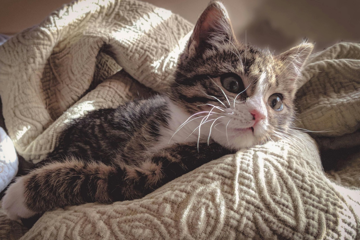 cat whiskers