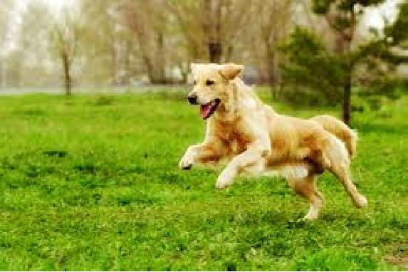 Happy dog running and playing after recovery from TPLO surgery