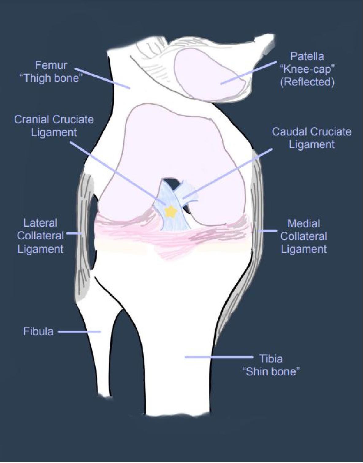 CCL Knee anatomy diagram