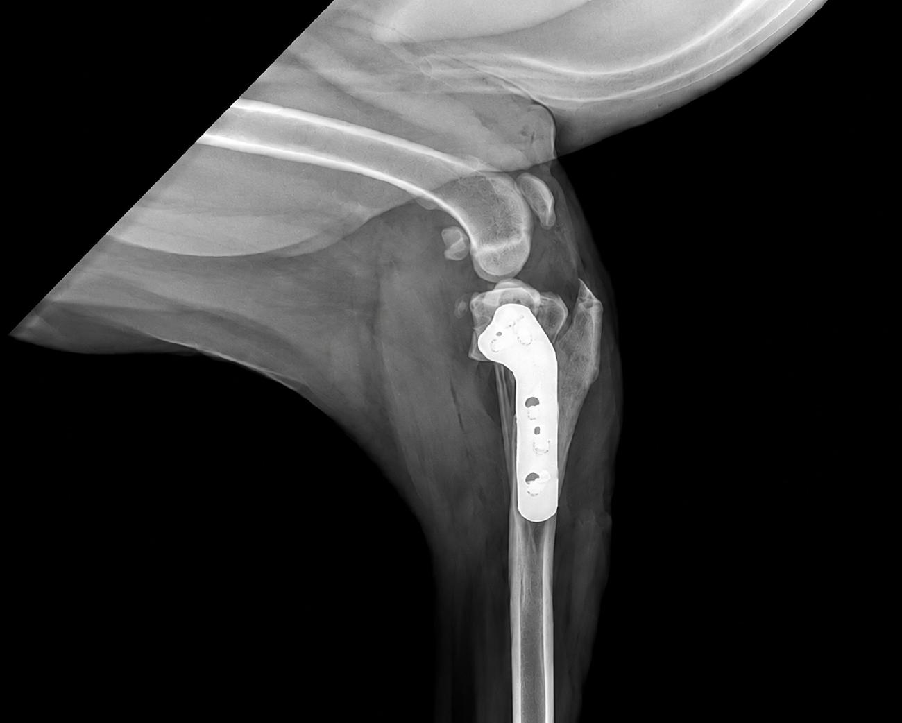 Tplo post op xray