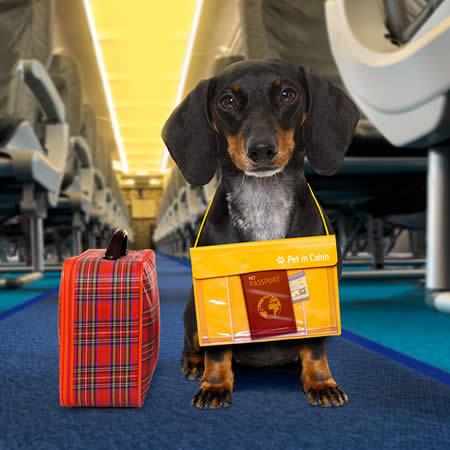 Flying International Dog