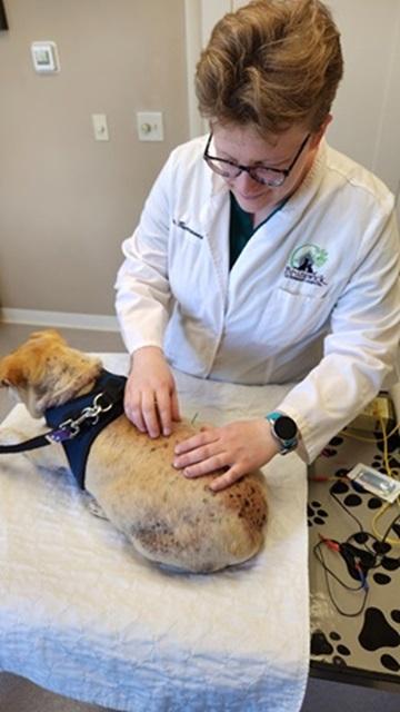 Acupuncture and Integrative Medicine