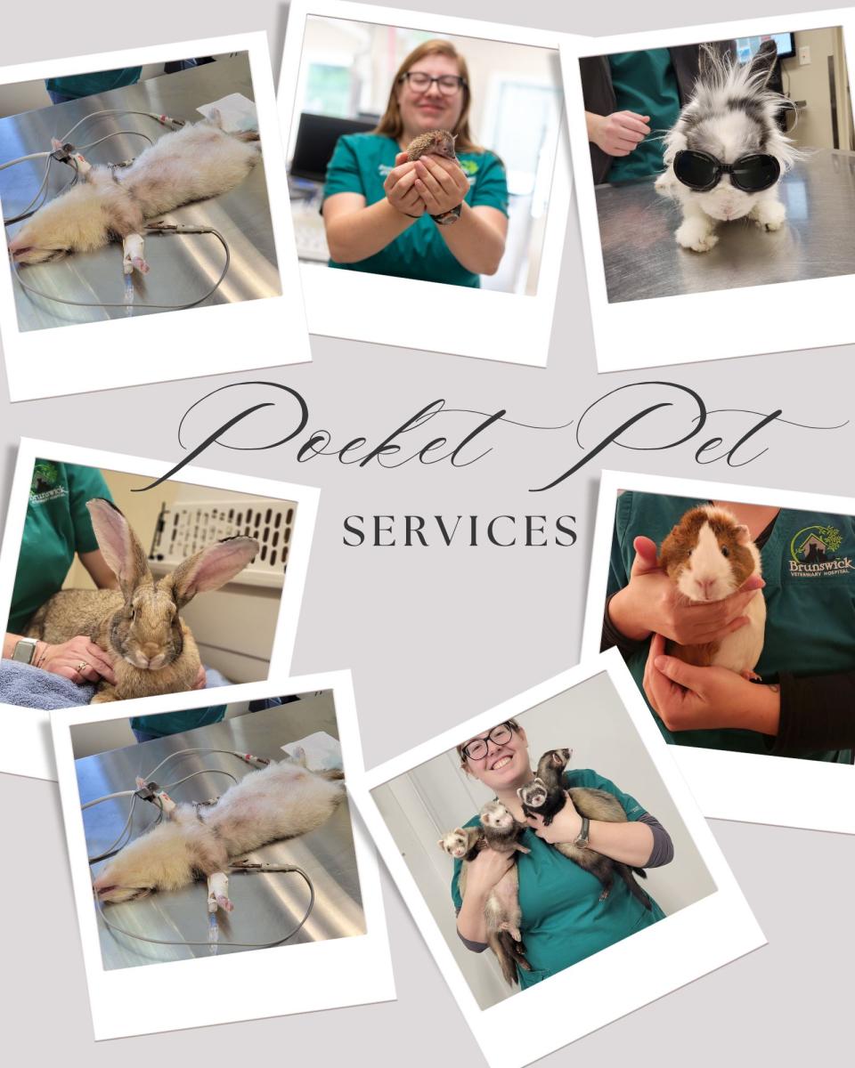 PocketPets