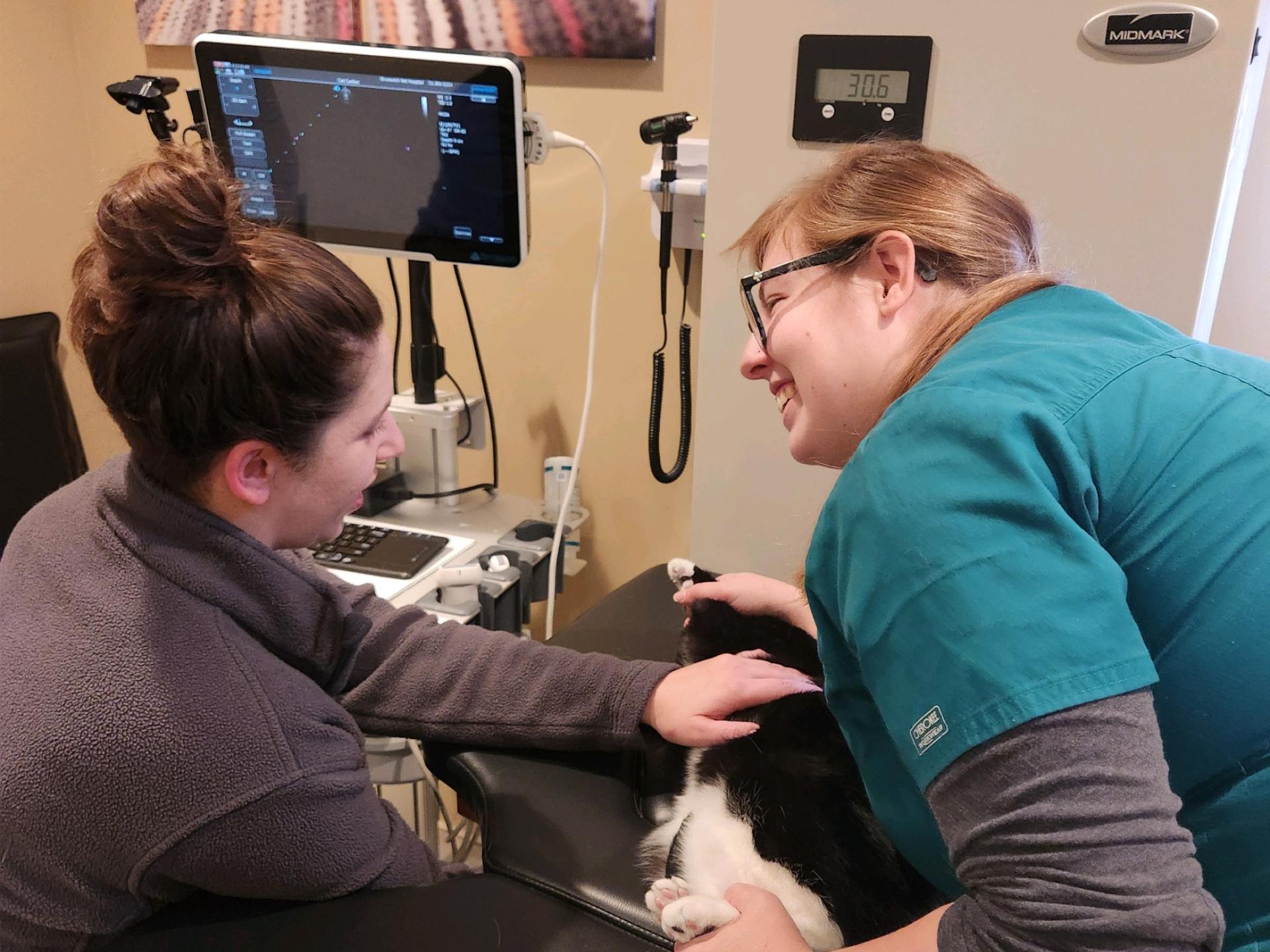 Echocardiogram on Cat Brunswick Veterinary Hospital