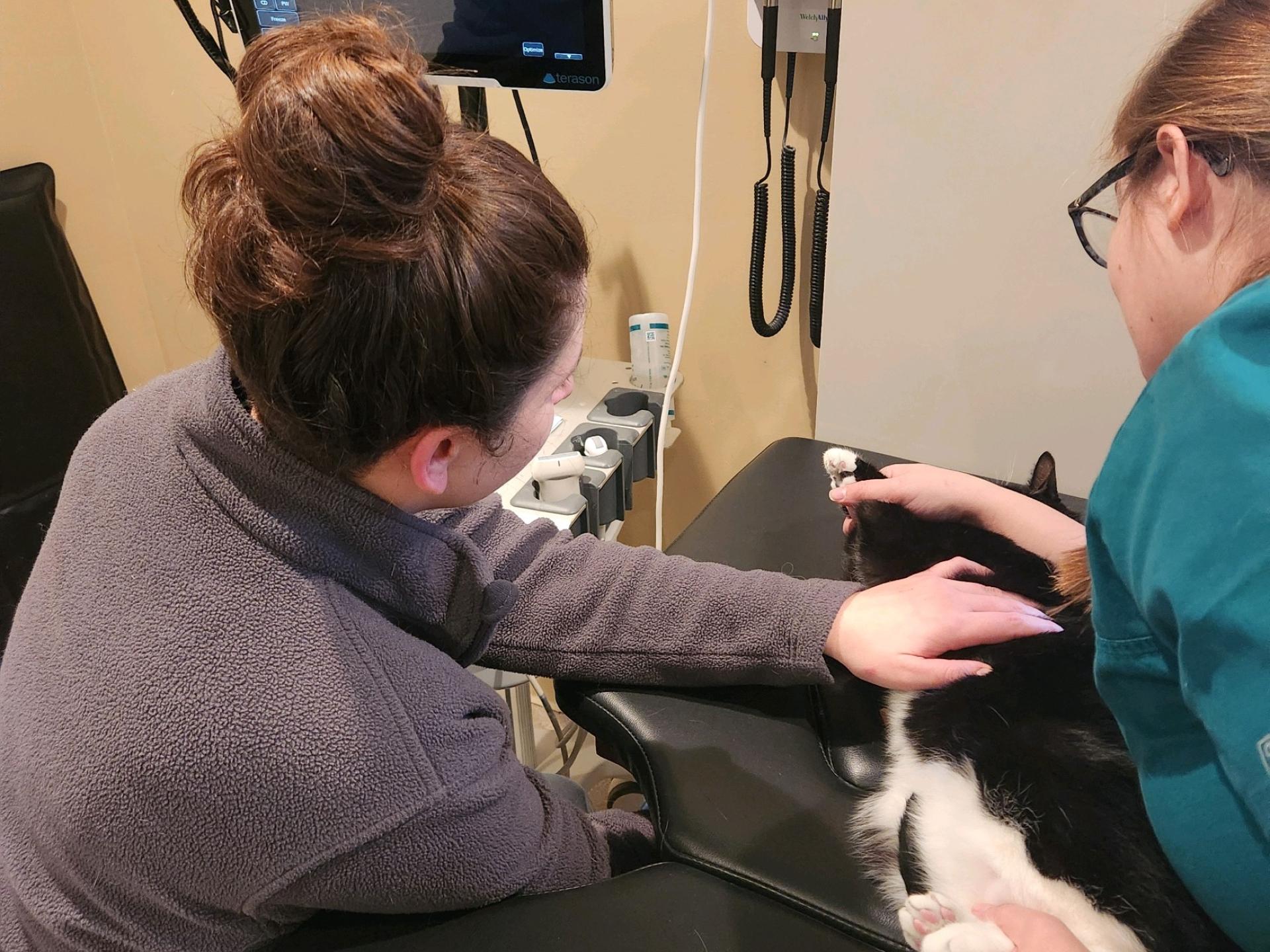 Echocardiogram on Cat Brunswick Veterinary Hospital
